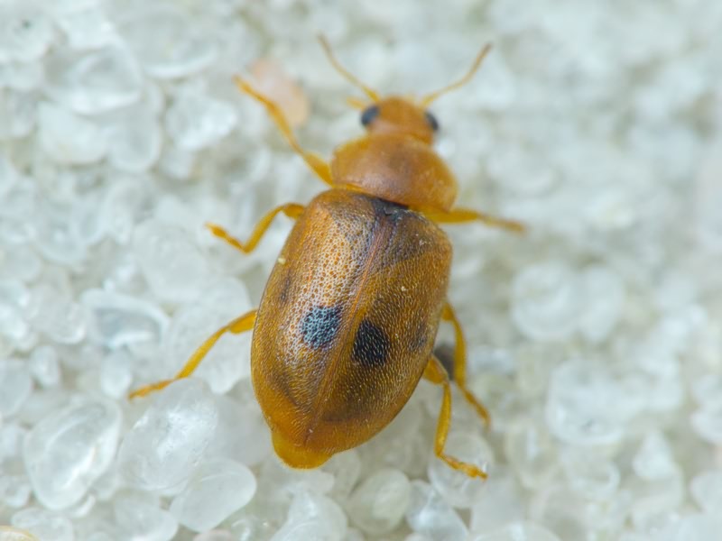 Coccidula scutellata (Herbst, 1783)